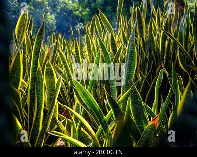 Dracaena trifasciata (Mother-in-Law's Tongue) plant in Zabeel Park, Dubai, United Arab Emirates. Also known as the Snake Plant or Saint George's Sword Stock Photo