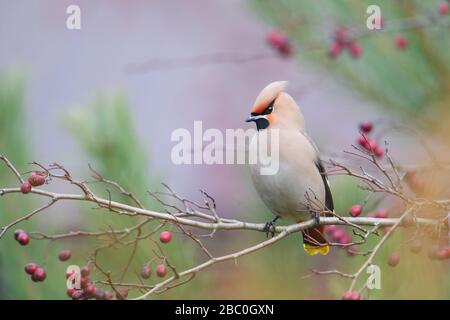 Waxwing (Bombycilla garrulus) feeding on hawthorn bush berries, Europe, Estonia Stock Photo