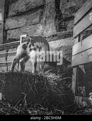 ORGANIC SMALL FARMING IN GLOUCESTERSHIRE Stock Photo