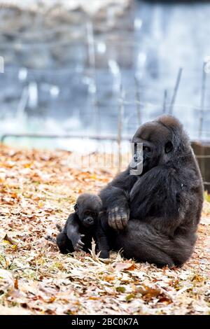 Western Lowland Gorillas in their habitat at the Atlanta Zoo Stock Photo