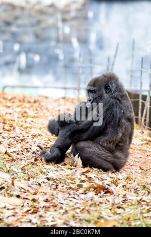 Western Lowland Gorillas in their habitat at the Atlanta Zoo Stock Photo