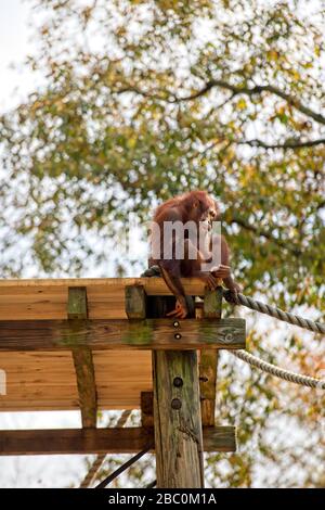 Borean Orangutan sitting on a platform in a tree at the Atlanta Zoo Stock Photo