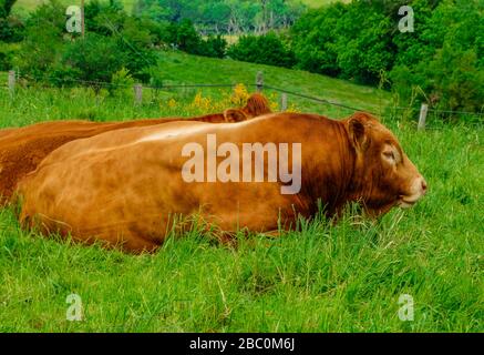 Limousin cows, resting on green grass field, Midi Pyrenees, France Stock Photo