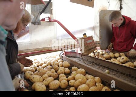 Farm Labourers sorting freshly Harvested potatoes at Branston Patato, Lincolnshire, UK. Stock Photo
