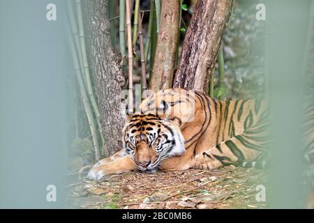 A Sumatran tiger is asleep in his habitat at the Atlanta Zoo Stock Photo