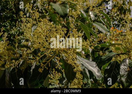 Avocado tree blooming (Persea americana) Stock Photo