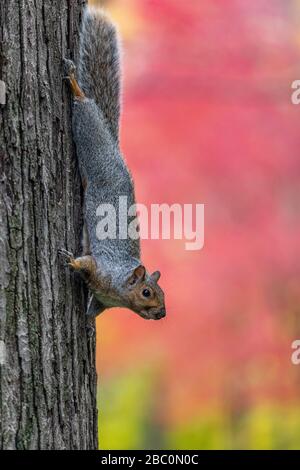 GRAY SQUIRREL IN THE PARK IN AUTUMN COLORS ON DORCHESTER SQUARE, PLACE DU CANADA, MONTREAL, QUEBEC, CANADA Stock Photo