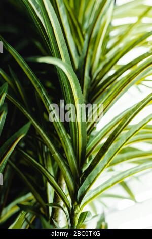 Vibrant bright textured palm leaves background; close up detailed macro Stock Photo