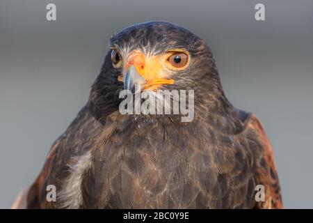 Close-up of sunlit Harris hawk looking down Stock Photo - Alamy