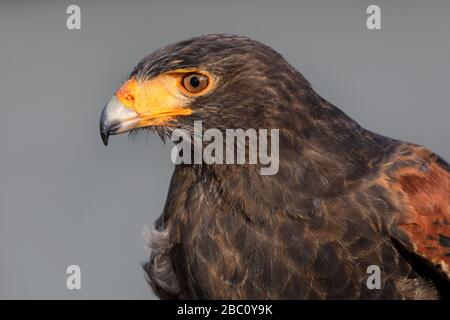 Female harris's hawk (Parabuteo unicinctus), also husky hawk or peuco, close up, head and upper body of the bird of prey, captive Stock Photo