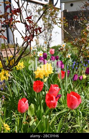 Multi coloured tulips and daffodils in a British country garden UK Stock Photo