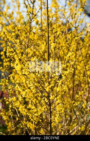 Yellow forsythia bush flowering in Spring sunshine Brighton UK Forsythia is a genus of flowering plants in the olive family Oleaceae  Photograph tak Stock Photo