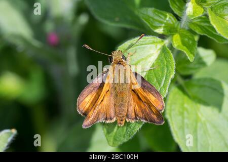 Rostfarbiger Dickkopffalter, Rostfarbiger Dickkopf-Falter, Rostfarbiger Dickkopf, Dickkopffalter, Männchen, Ochlodes venatus, Ochlodes venata, Ochlode Stock Photo