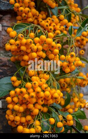 Berries on a Pyracantha [Orange Glow] plant in an English garden in Autumn. Stock Photo