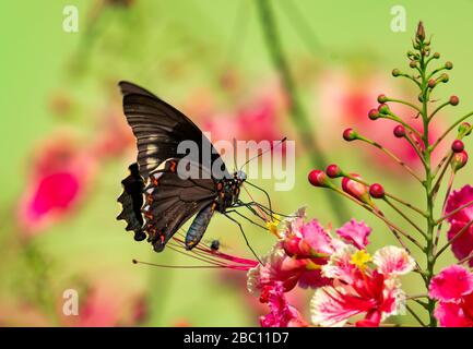 A Gold-rimmed Swallowtail butterfly feeding on the Pride of Barbados tree on a sunny day with natural lighting. Stock Photo