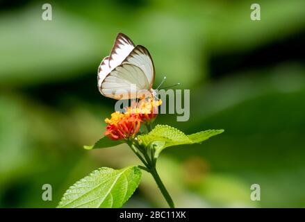 A Great Southern White butterfly feeding on a wild Lantana bush with a blurred green background. Stock Photo