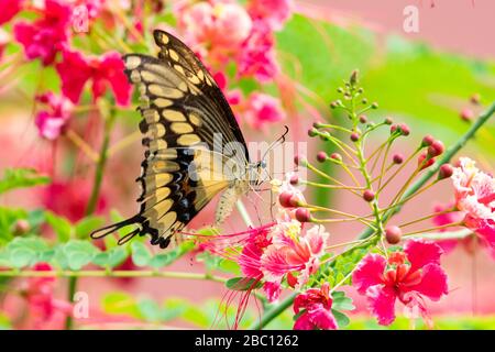 A Giant Swallowtail butterfly feeding on the Pride of Barbados tree in a garden.