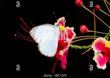 A Great Southern White butterfly feeding on Pride of Barbados flower with a black background. Stock Photo