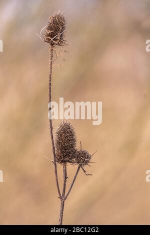 English country garden plants. Teasel stems in winter. Towcester, Northamptonshire, UK Stock Photo