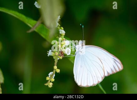 A Great Southern White butterfly feeding on some wild flowers in a field. Stock Photo