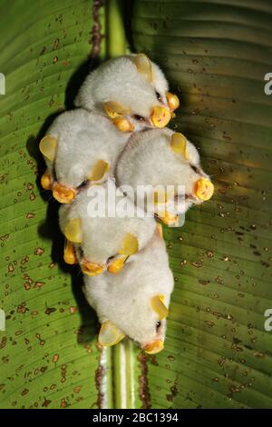 Roosting colony of Honduran white bats (Ectophylla alba), Costa Rica Stock Photo
