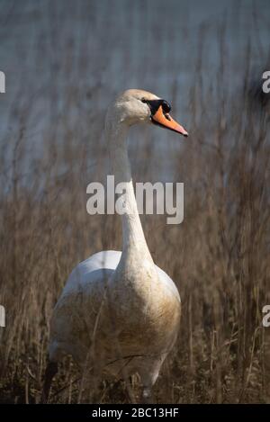 Swan head close up, Floodplain Forest Nature reserve, Milton Keynes, England Stock Photo
