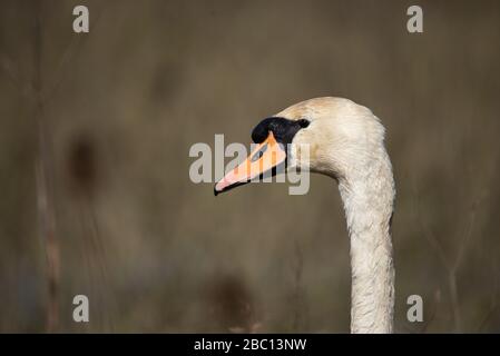 Swan head close up, Floodplain Forest Nature reserve, Milton Keynes, England Stock Photo