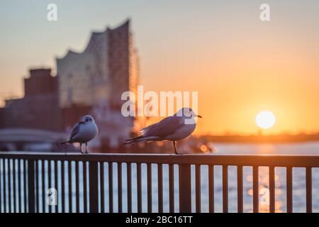 Germany, Hamburg, Two black-headed gulls (Chroicocephalus ridibundus) perching on outdoor railing at sunset Stock Photo