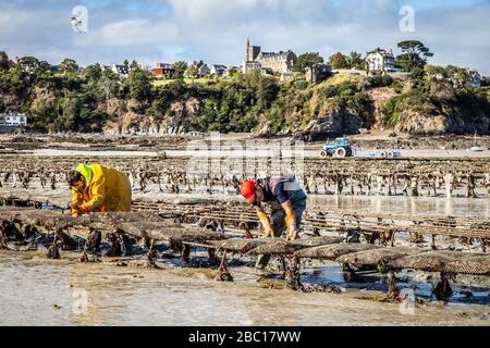 GATHERING IN THE OYSTER BAGS, OYSTER BEDS, POINTE DU HOCK, CANCALE, ILLE-ET-VILAINE (35), FRANCE Stock Photo