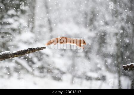 Jumping Eurasian red squirrel in winter forest Stock Photo