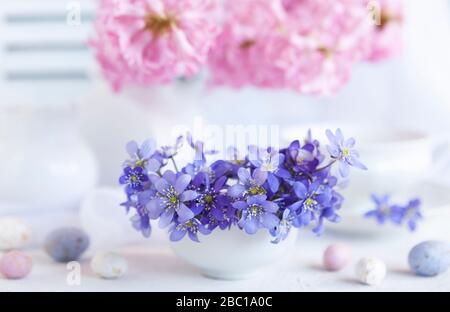 Fresh bouquet of delicate spring flowers of the liverwort Hepatica Nobilis in a white vase on a white background Stock Photo