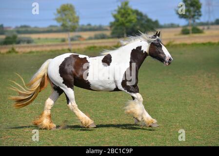 Pinto Irish cob horse running in gallop over the field. Horizontal, side view, in motion. Stock Photo