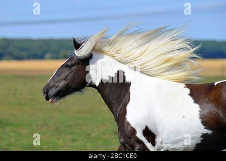 Portrait of a pinto Irish cob horse running in gallop over the field. Horizontal, side view, in motion. Stock Photo