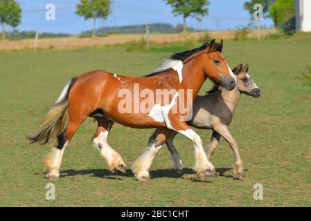 Pinto chestnut Irish cob mare with a foal runnig in the pasture. Horizontal, side view, in motion. Stock Photo