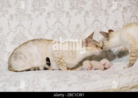 Light beige cat mother with her kittens sniffing with male cat. Horizontal, side view. Stock Photo