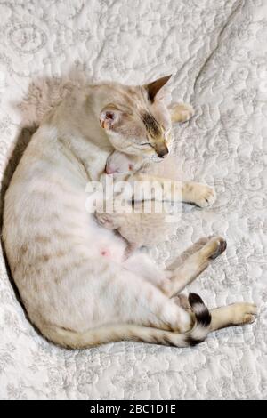 Light beige cat mother feeding her kittens with milk while lying on the blanket. Vertical, side view. Stock Photo