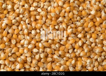 Dried corn kernels close up full frame Stock Photo