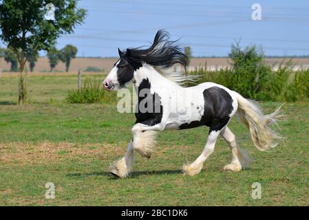 Pinto Irish cob horse running in canter over the field. Horizontal, side view, in motion. Stock Photo
