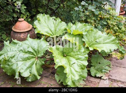 Terracotta rhubarb forcing pot in a bed of rhubarb. Stock Photo