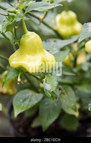 chilli aji wrecking ball Stock Photo