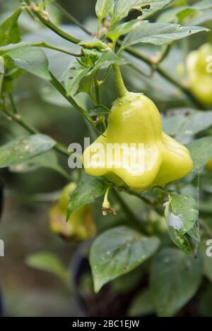 chilli aji wrecking ball Stock Photo