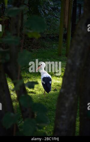 Germany, Bavaria, Poing, Rear view of stork standing on one leg in forest Stock Photo