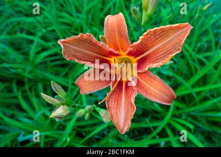 Germany, Close-up of fire lily (Lilium bulbiferum) blooming outdoors Stock Photo