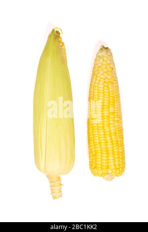 Sweet corn  with leaves set isolated on white background,Creative layout made of corn. Stock Photo