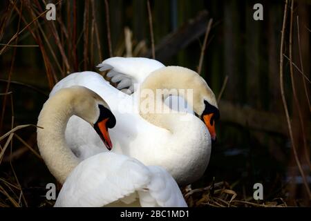 Edinburgh wildlife Mute Swans nesting at Inverleith park Stock Photo