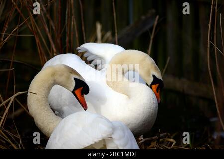 Edinburgh wildlife Mute Swans nesting at Inverleith park Stock Photo