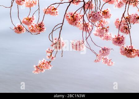 Washington during the cherry blossom festival. Stock Photo