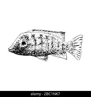 Vector aquarium golden fish silhouette hand drawn illustration. Ink pen sketch style. icon Stock Vector
