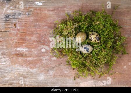 Quail eggs stand in a nest of green moss Stock Photo