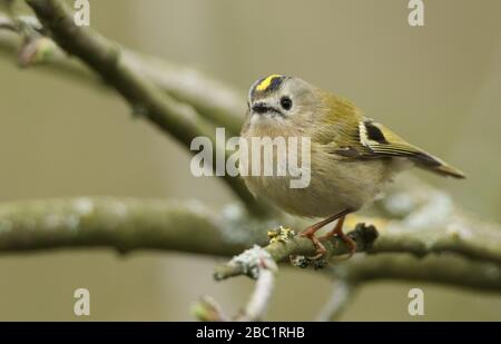 A sweet Goldcrest, Regulus, perching on a branch of a tree in spring. It is the UK smallest bird with the Firecrest. Stock Photo